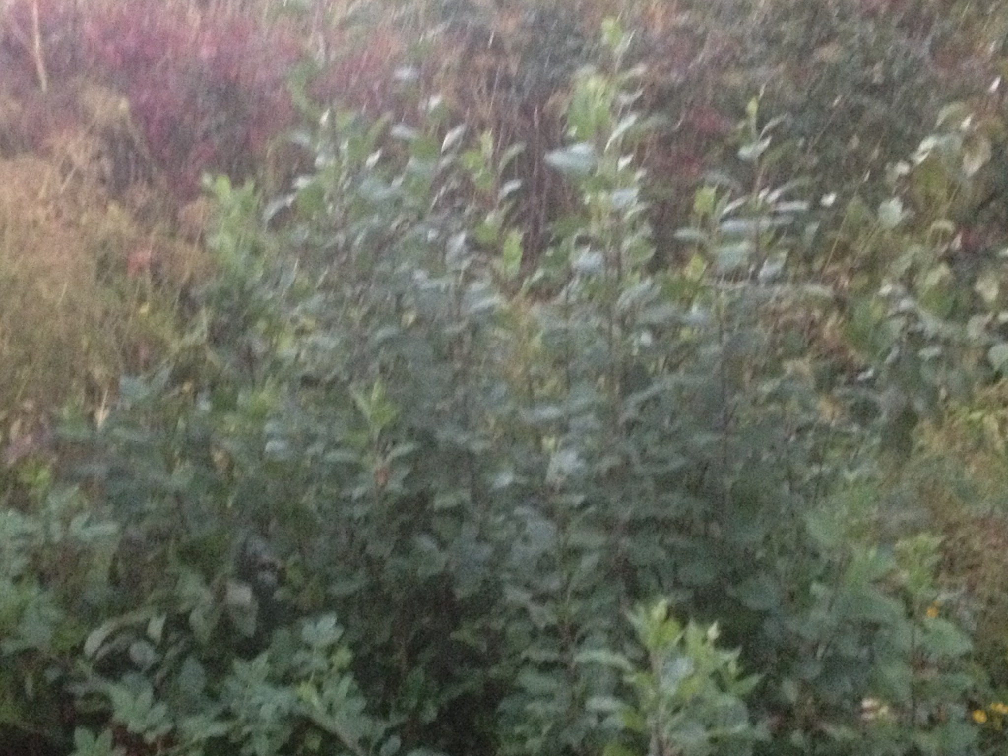 Rönn träd som har tagits ner | Byggahus.se