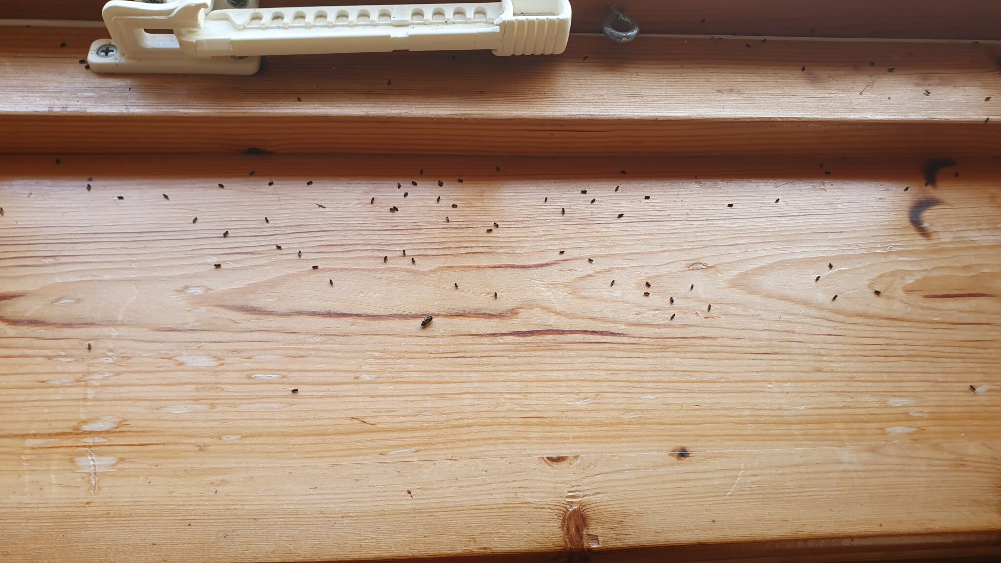 Små kryp på fönsterbrädan Byggahus.se