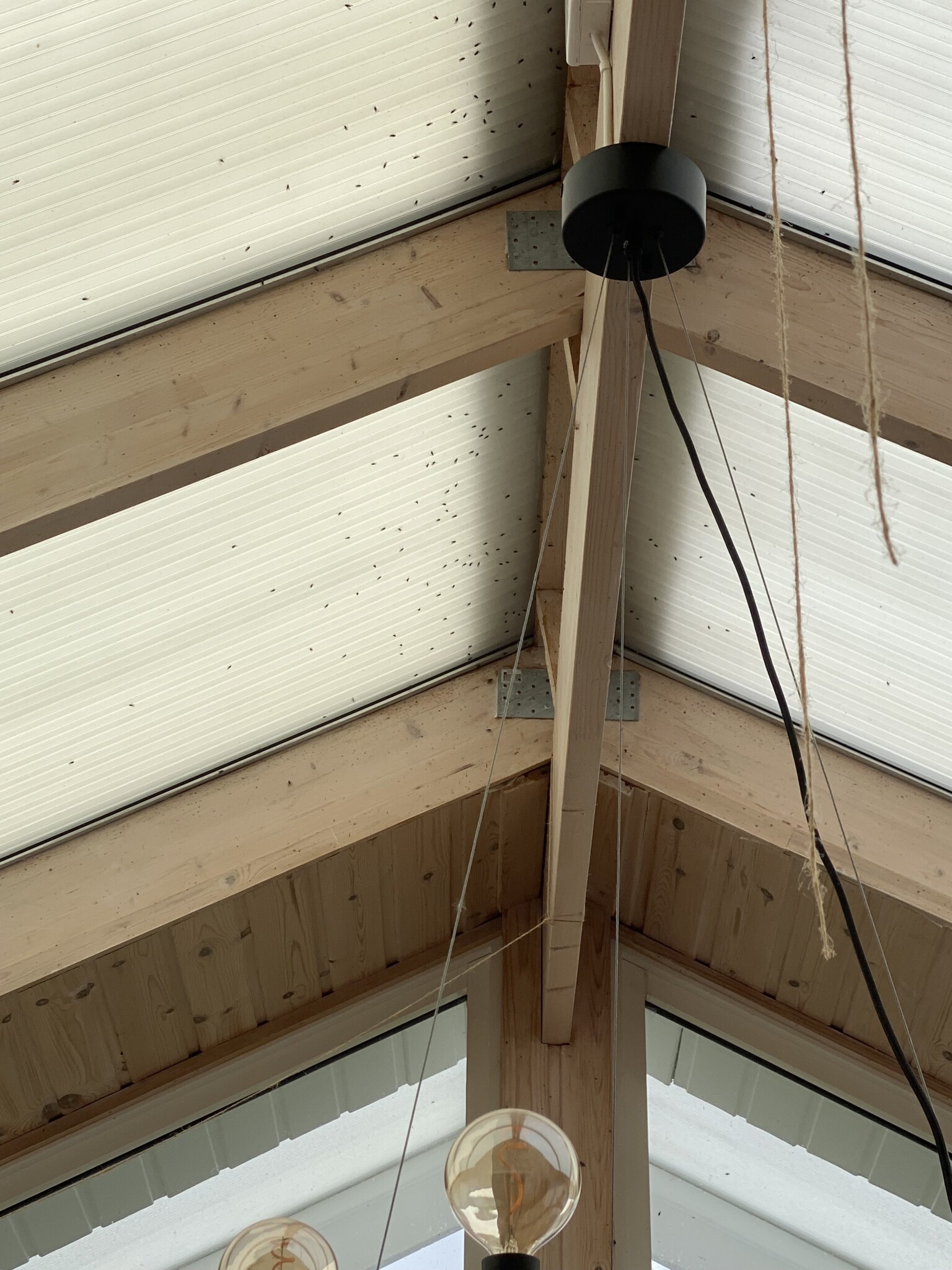 Höns i villaträdgård | Byggahus.se