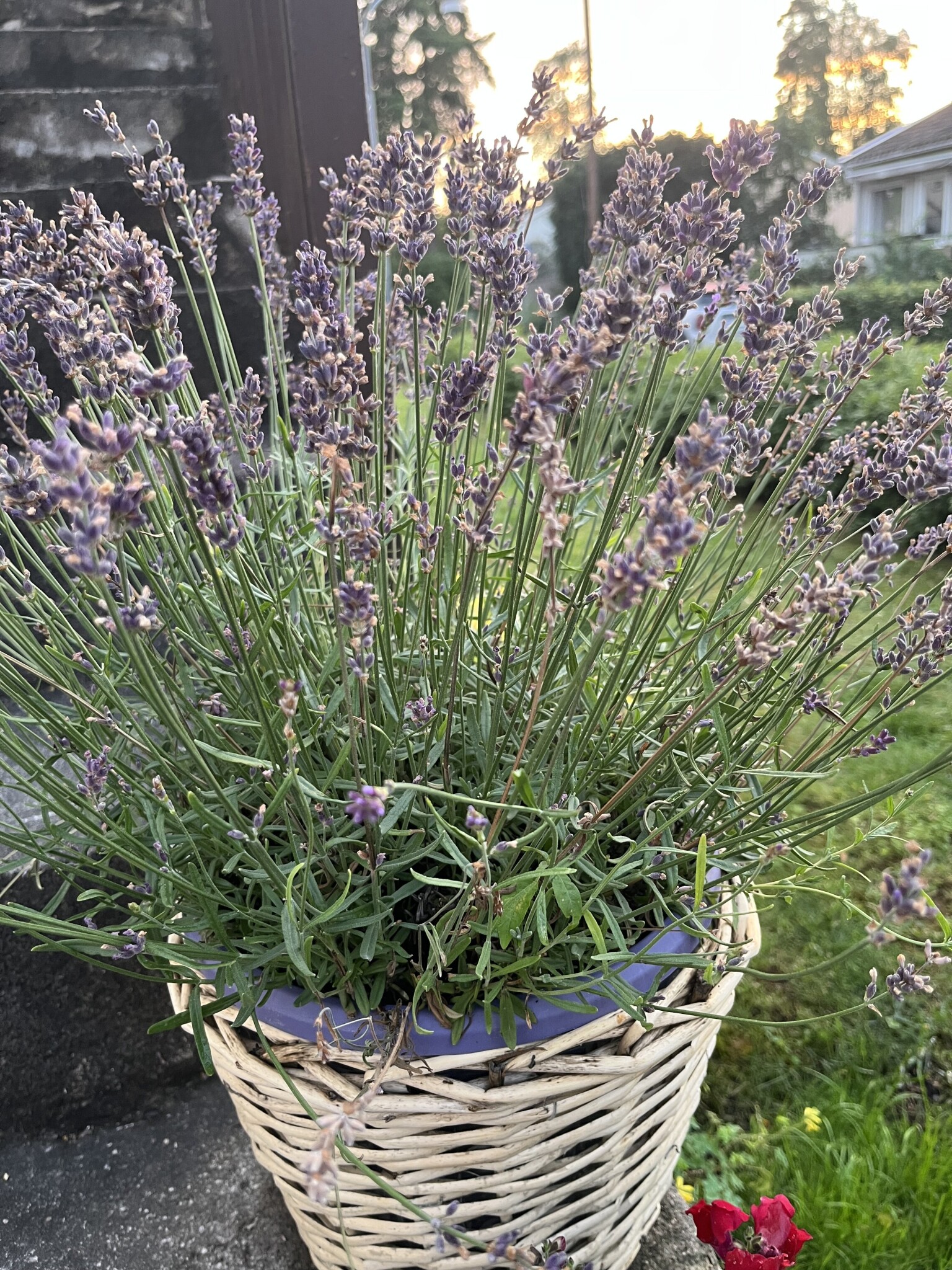 Varf r Blir Lavendel Brun Byggahus se varf-r-blir-lavendel-brun-byggahus-se