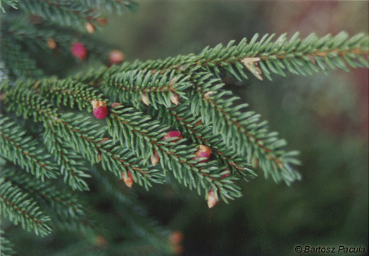 picea01.jpg