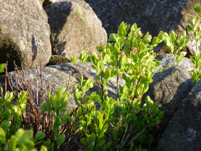 P1000151 (Large).JPG