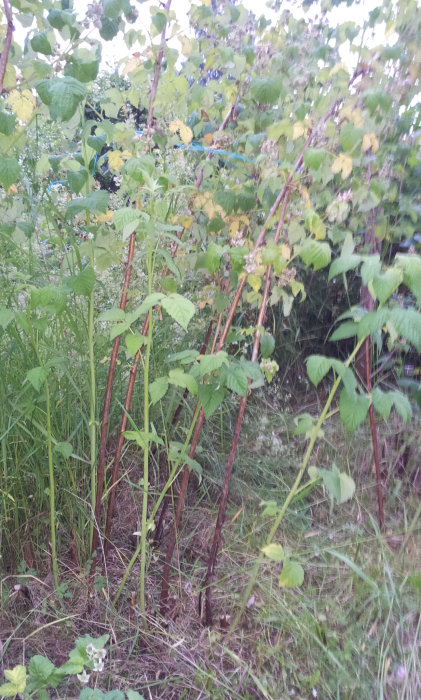 20140704_213817.jpg