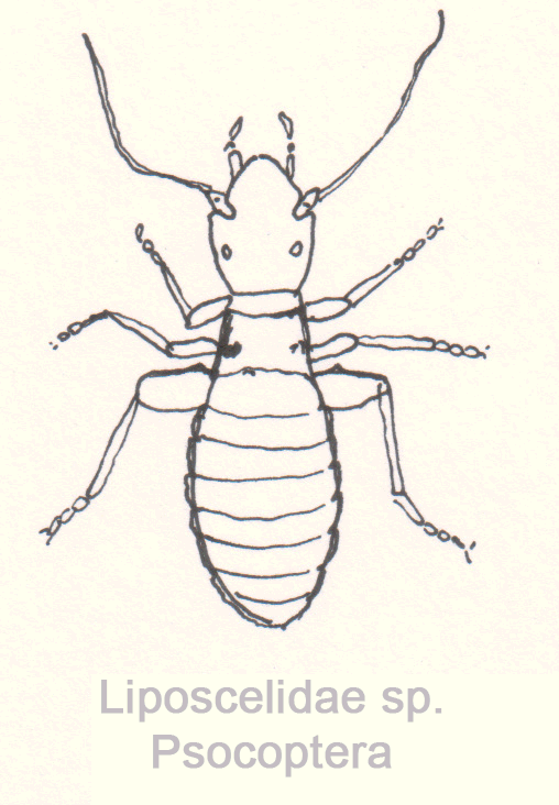 Psocoptera-Liposcelidae-sp.gif