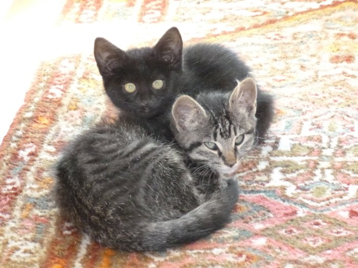 P1000274 (Large).JPG