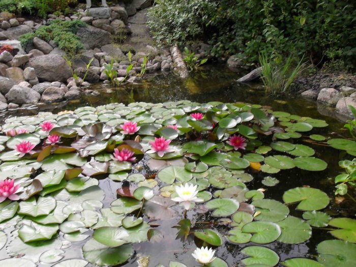 Water Lilies in small pond SDC10817 c.jpg