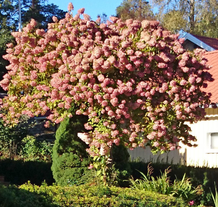 DSC_0246.JPG