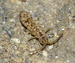 250px-Isotomurus_palustris.jpg