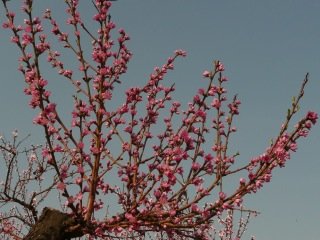 U många blommor.jpeg