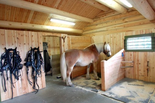 En hest står i en treinnredet stall med betonggulv og seletøy hengende fra veggen.