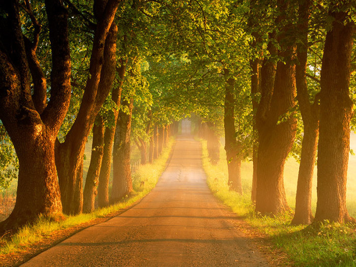 tree-lined_country_road_at_sunrise__sweden.jpg