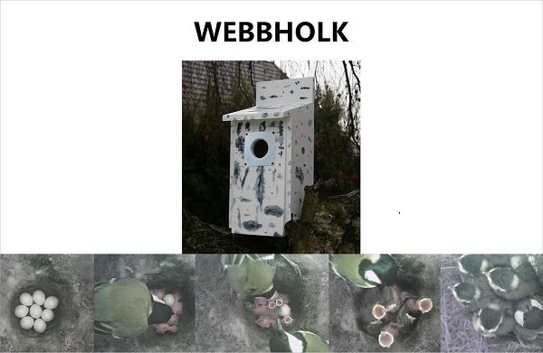 webbholk.png