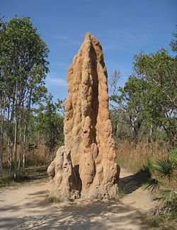 250px-Cathedral_Termite_Mound_-_brewbooks.jpg