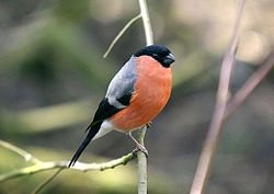 250px-Bullfinch_at_Pennington_Flash.jpg