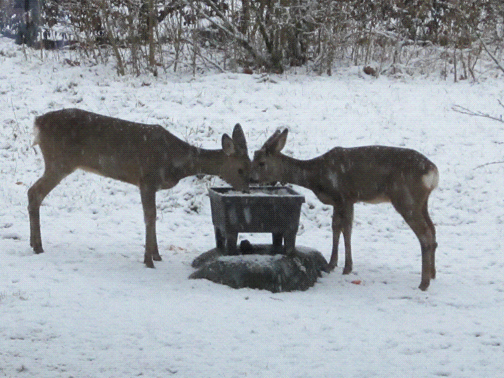 IMG_1644.GIF
