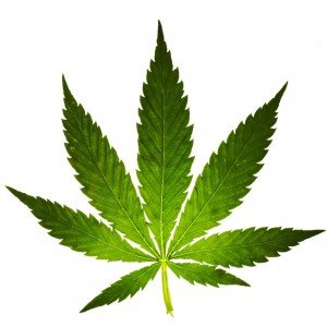 cannabis-leaf-80682-300x300.jpg