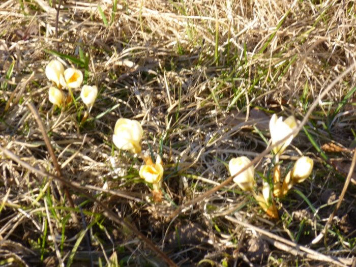 P1000536 (Medium).JPG