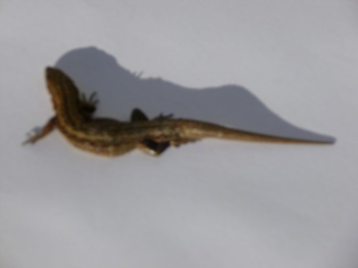 P1000534 (Medium).JPG