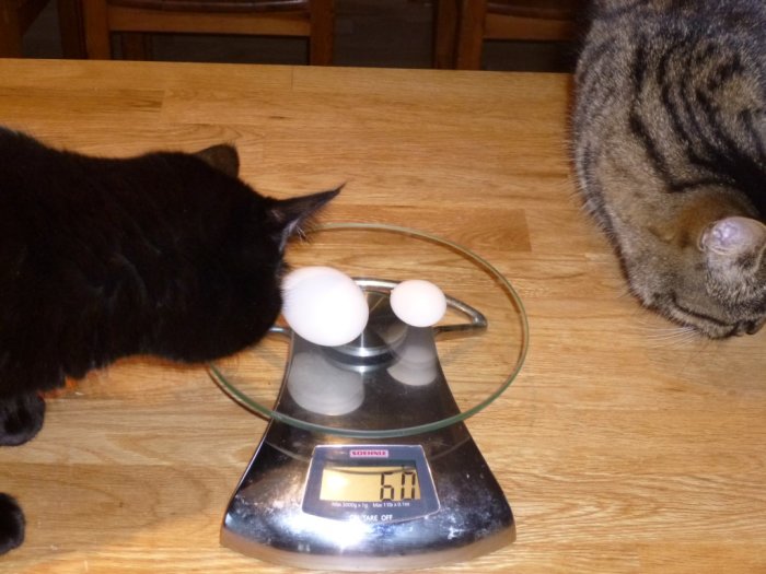 P1000532 (Medium).JPG