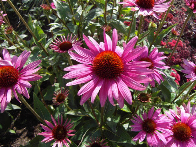 800echwildberryrose.jpg