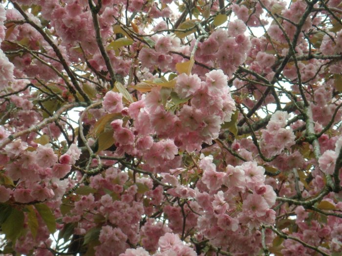 Japanskt körsbärsträd_blommor.JPG