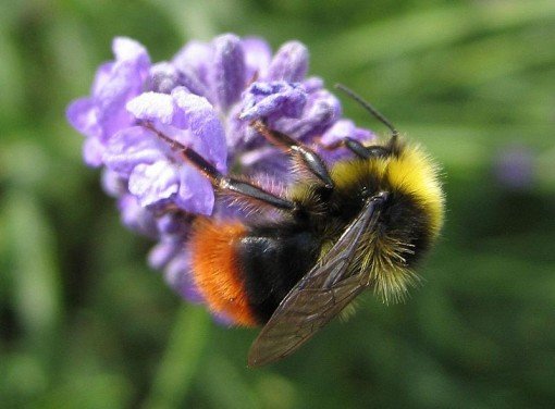 Bombus_pratorum.jpg