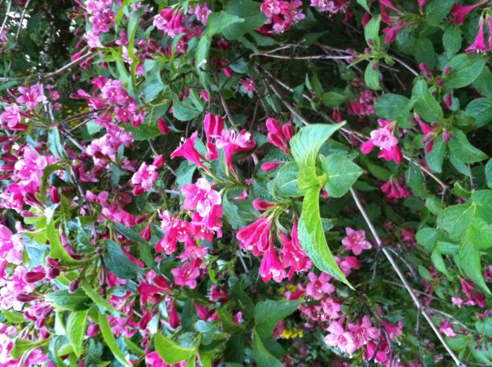 weigela2.jpg