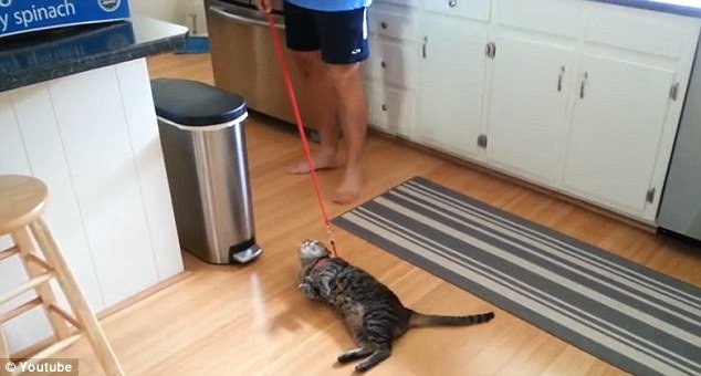 cat.jpg