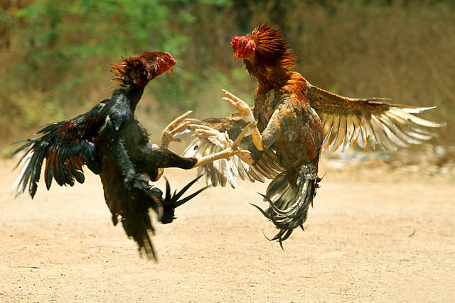 640px-COCK_FIGHT.JPG