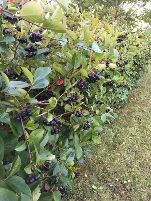 2015-09-10 18.37.34.jpg