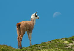 250px-Lama_1_Luc_Viatour.jpg