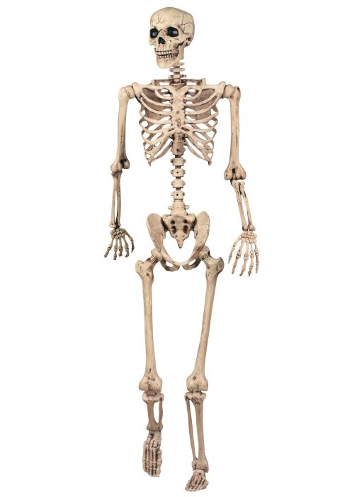 skeleton.jpg