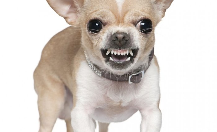 bigstock_angry_chihuahua_growling__ye_7629174-720x437.jpg