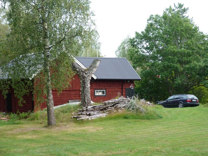 Tidigare vedhög under död björk vid röd stuga, potentiell plats för odling av buskar eller blommor.