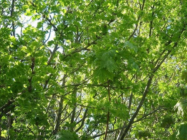 081.jpg