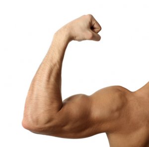 muskler1-300x297.png