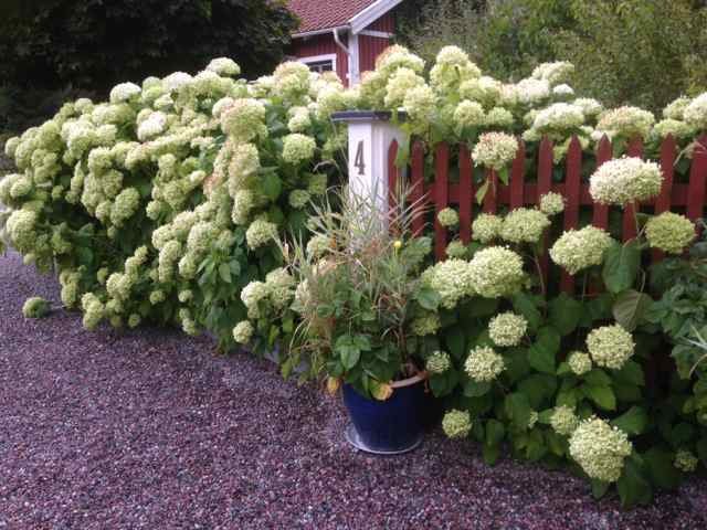 staket hortensia hydrangea annabell.jpg