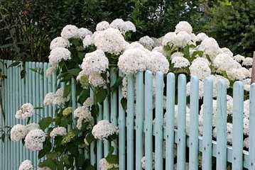 vitt staket hortensia.png