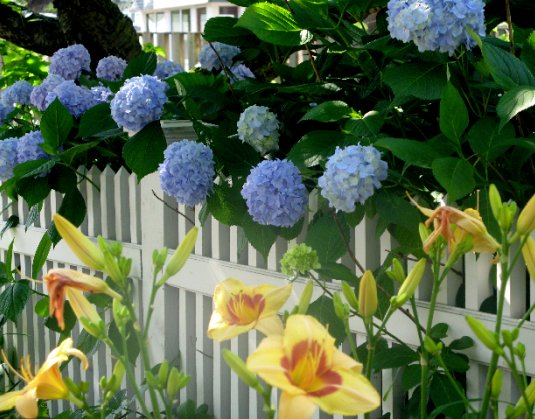 Vitt staket hortensia bla?vit.png