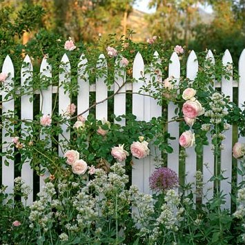 vitt staket rosa rosor.png