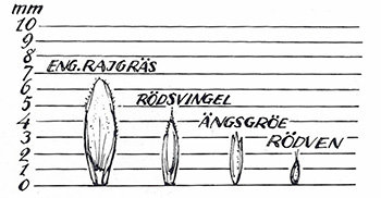 olika-grasfro-storlek.jpg