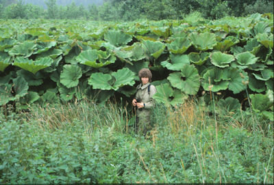 pestskrap01_web.jpg