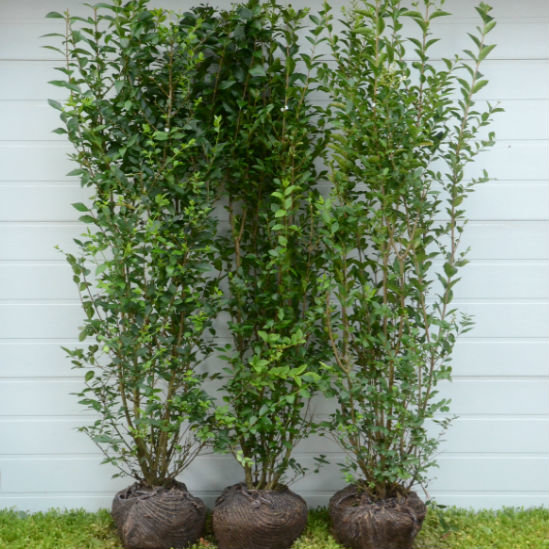 ligustrum-atrovirens.jpg