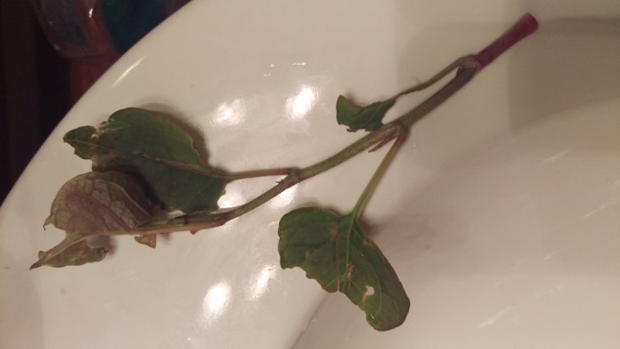 IMAG0104.jpg