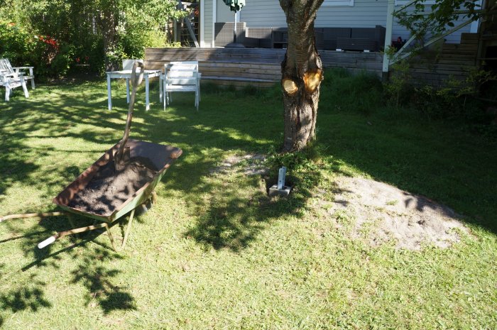 En skottkärra fylld med jord nära en grop under en träds rot på en gräsmatta.