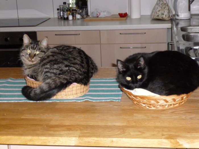 Två katter vilar i varsin korg på ett träköksbänk med diskställ och skåp i bakgrunden.