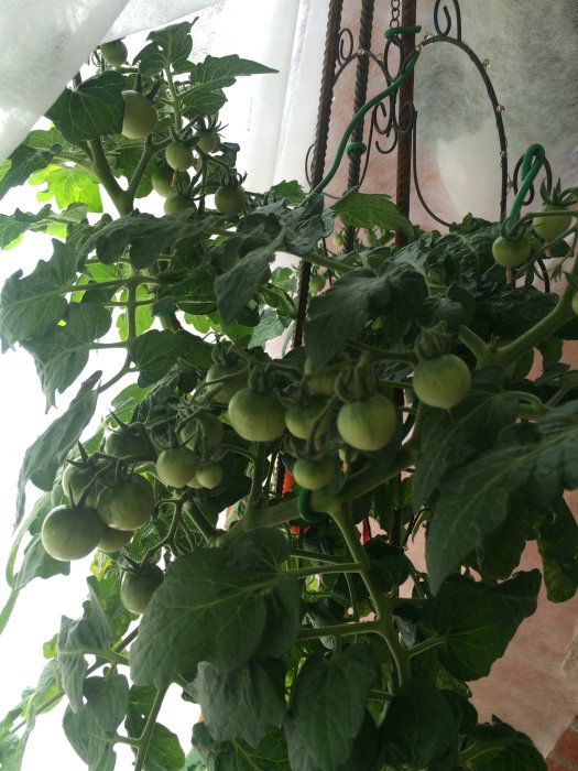 Växande tomatplanta med många gröna tomater hängande i kruka inomhus.