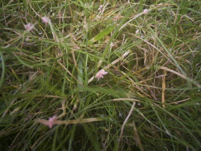 Närbild på gräs med rosa ludd, troligen röe, blandat med daggdroppar.