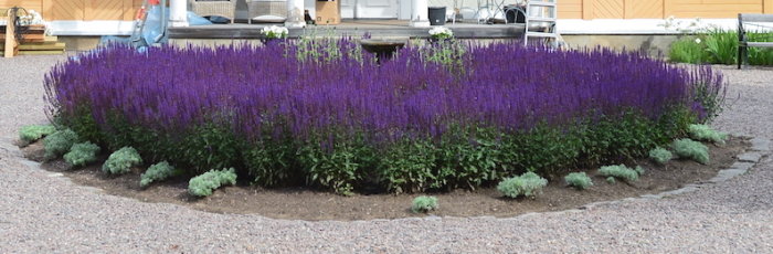 Oval parterr med blålila stäppsalvia i förgrunden och silverfärgad japansk malört i kanten, omgiven av gatsten.