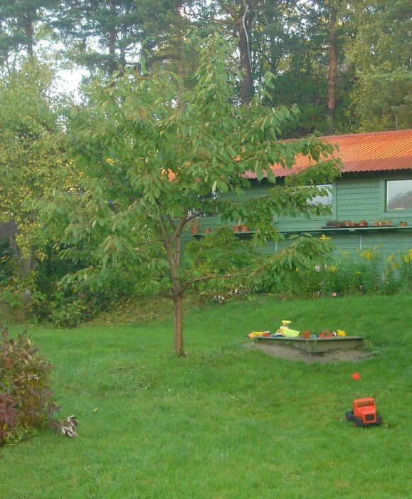 Ungt lövträd i en trädgård 2004 med leksaker och en gräsklippare i förgrunden.